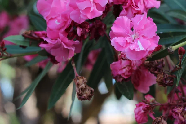 Rosa Blüten — Stockfoto