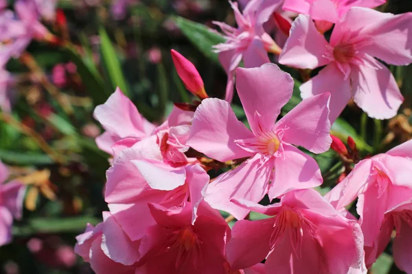 Pembe çiçekler — Stok fotoğraf