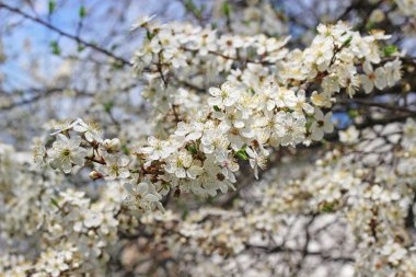 Çiçek açan kiraz ağacı