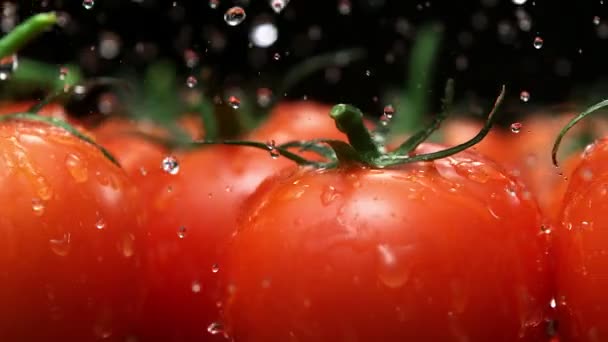 Всплеск воды на помидорах — стоковое видео