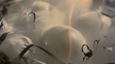 Yumurta yakın çekim