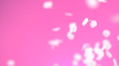 Uçan kiraz çiçeği yaprağı