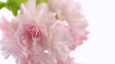 İsabet kiraz çiçeği su damlaları