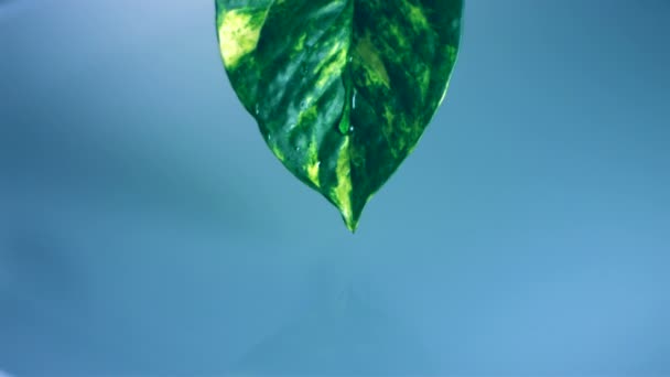 葉から落ちる水滴 — ストック動画