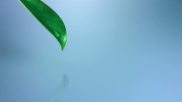 Droplet falling off leaf — Stock Video