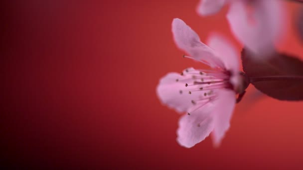 Rosarote Kirschblüte — Stockvideo