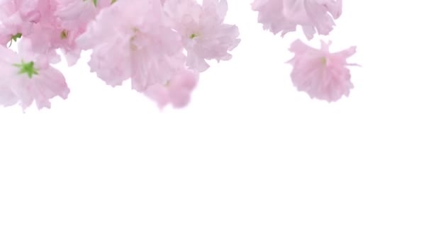 Cherry blossom flowers falling — Stock Video