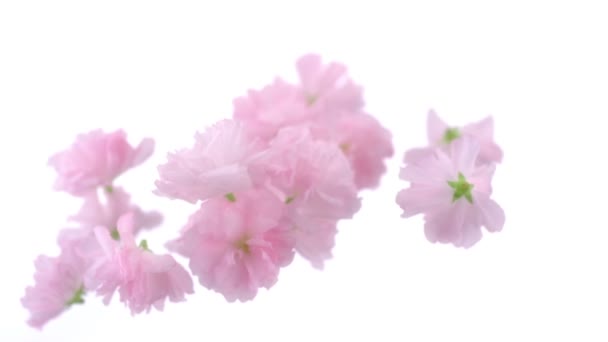 Cherry blossom flowers falling — Stock Video