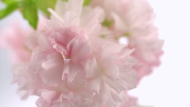 Gotas de agua golpeando flor de cerezo — Vídeos de Stock