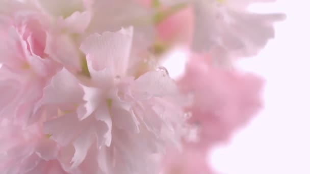 Gotas de agua golpeando flor de cerezo — Vídeos de Stock