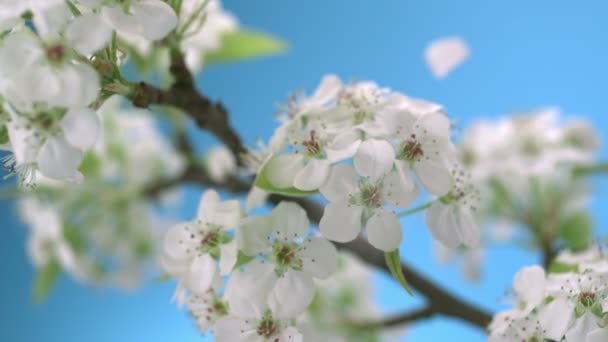 Třešňový květ — Stock video