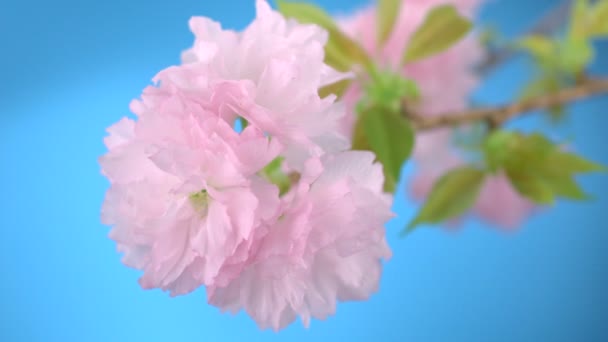 Цветение сакуры — стоковое видео