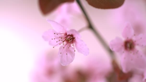 Цветок розовой вишни — стоковое видео