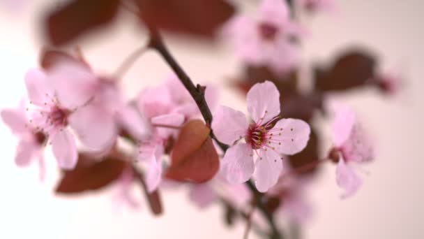 Flor de cerezo rosa — Vídeos de Stock