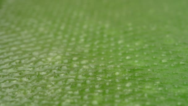 Green texture close up — Stock Video