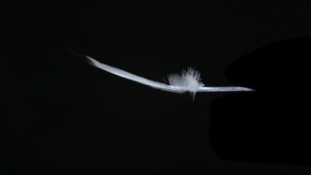 Plume volant dans l'air — Video