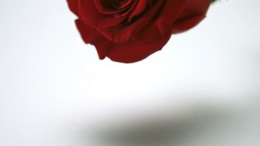 Bırakma kırmızı gül