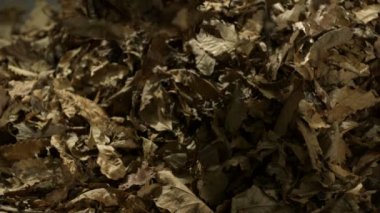 Düşen yaprakları kurutulur