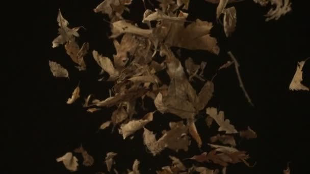 Dried leaves falling — Stock Video