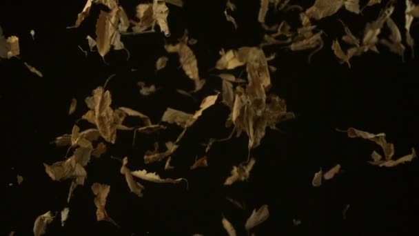 Dried leaves falling — Stock Video