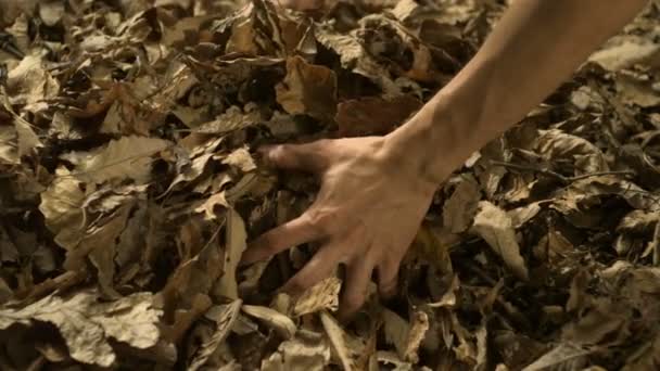 Grabbing piles of dried leaves — Stock Video