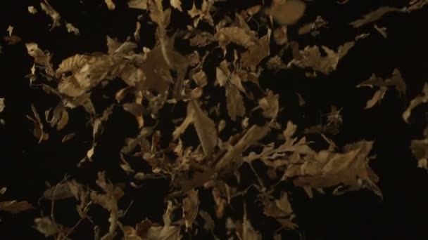 Dried leaves falling on black background — Stock Video