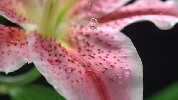 Dew drop on flower lily — Stock Video