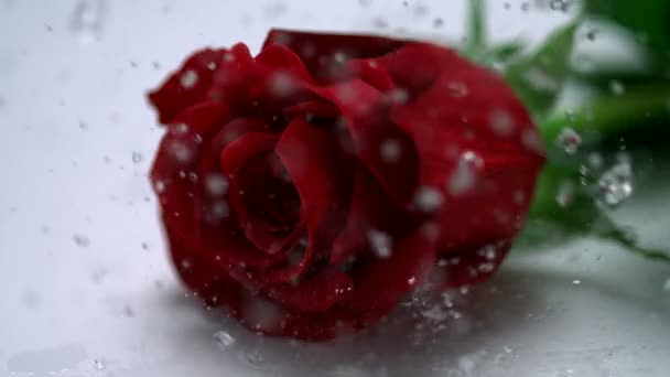Regentropfen fallen auf rote Rose — Stockvideo