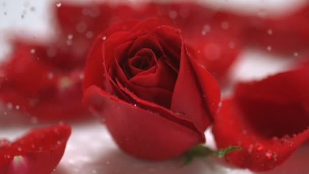 Regentropfen fallen auf rote Rose