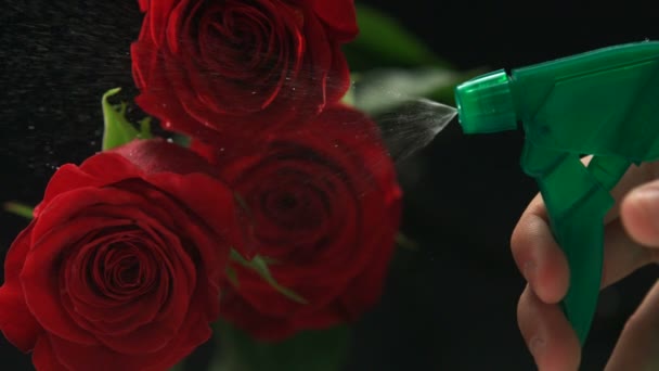 Распыление воды на розы — стоковое видео