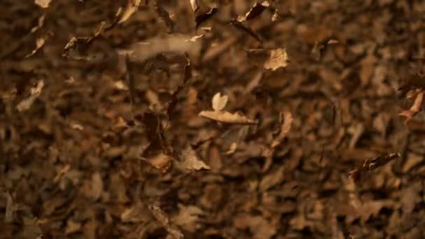 Dropping pile of dried leaves — Stock Video