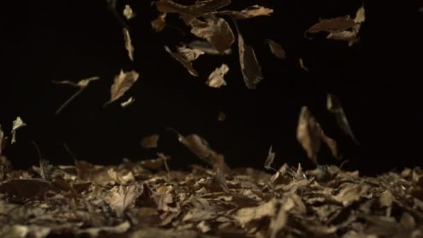 Падіння висушеного листя — стокове відео