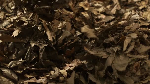 Dried leaves falling — Stock Video