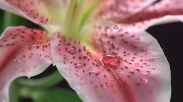 Rocía la gota en el lirio de flores — Vídeos de Stock