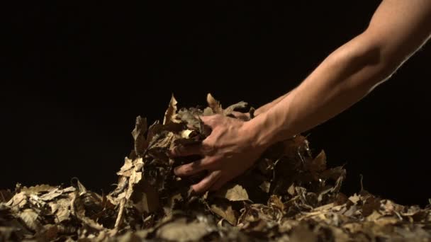 Haufen getrockneter Blätter greifen — Stockvideo