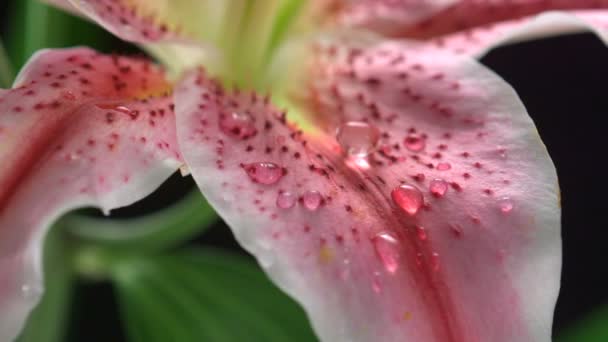 Dew drop på blomma lily — Stockvideo