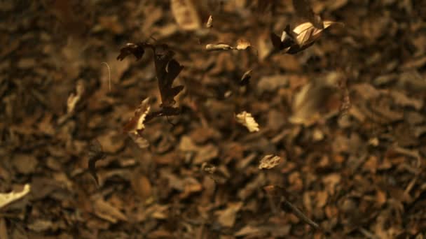 Сбрасывание кучи сухих листьев — стоковое видео