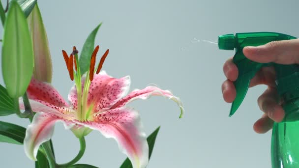 Sproeien van water op bloem lily — Stockvideo