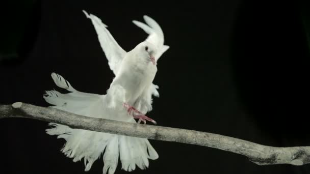 Bird landing on branch — Stock Video