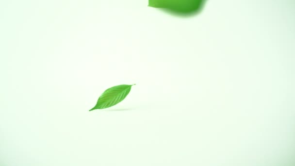绿色的树叶飘落 — 图库视频影像