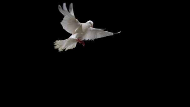 Witte vogel landing op tak — Stockvideo