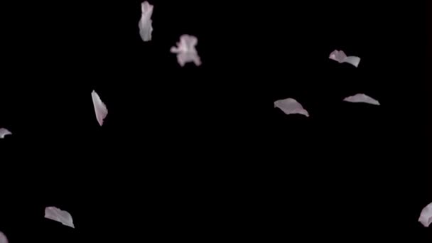 落的樱花花瓣 — 图库视频影像