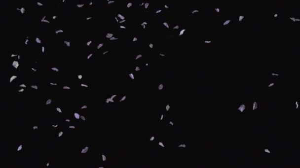 落的樱花花瓣 — 图库视频影像