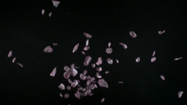 Sakura petals falling — Stock Video