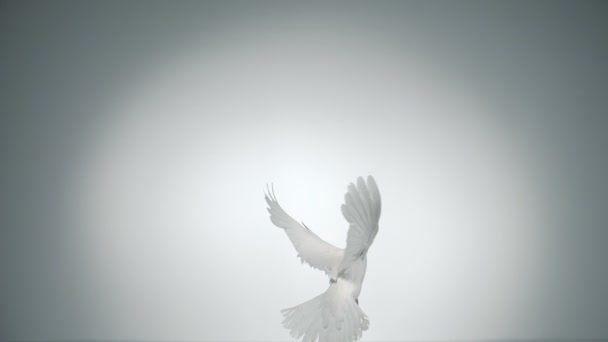 Fehér galamb repül