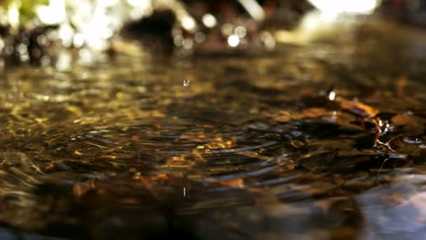 Water drop maken rimpel in creek — Stockvideo