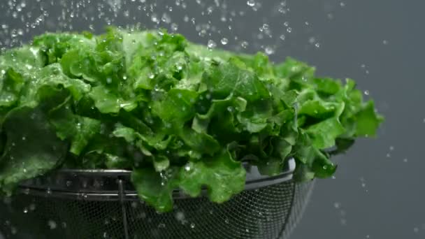Washing lettuce in sieve — Stock Video