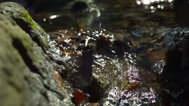 Water stroomt in creek — Stockvideo