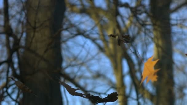 Feuilles séchées tombant dans le parc — Video