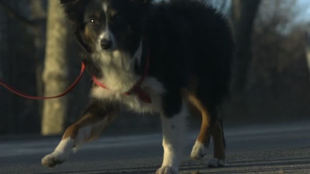 Hund promenader på gatan — Stockvideo